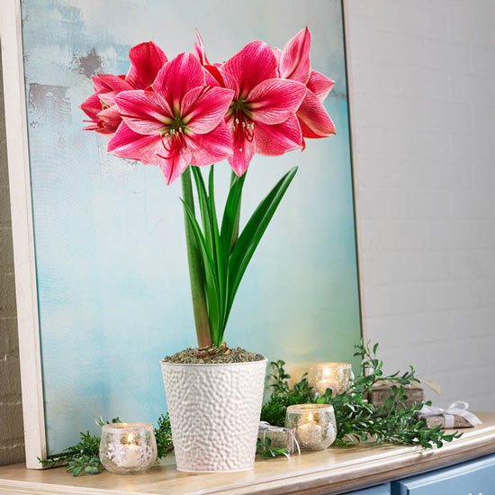 Gervase Amaryllis Single In White Pot