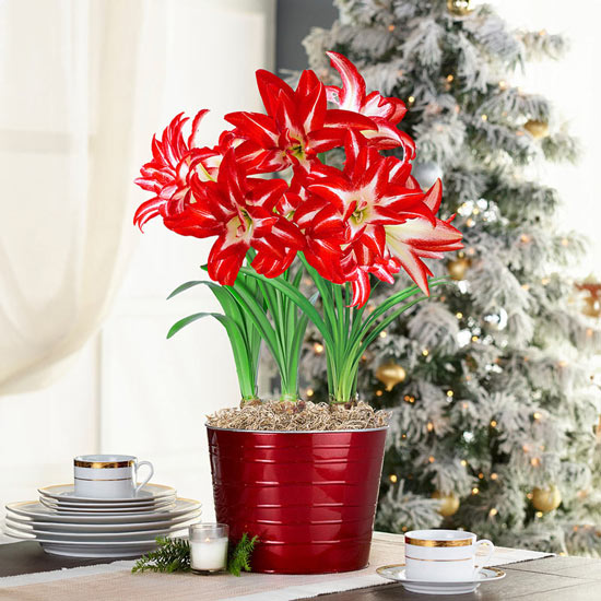 Splash Amaryllis Triple in Red and Silver Pot