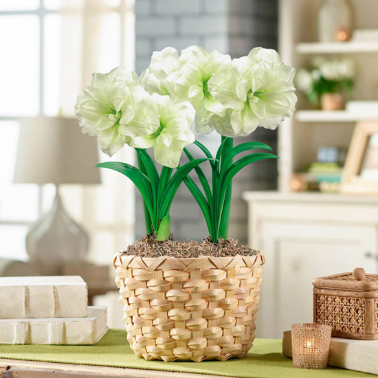 Alfresco Amaryllis Duo in Woven Pot