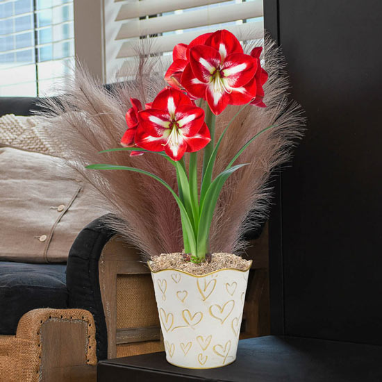 Stargazer Amaryllis in Gold Hearts Pot