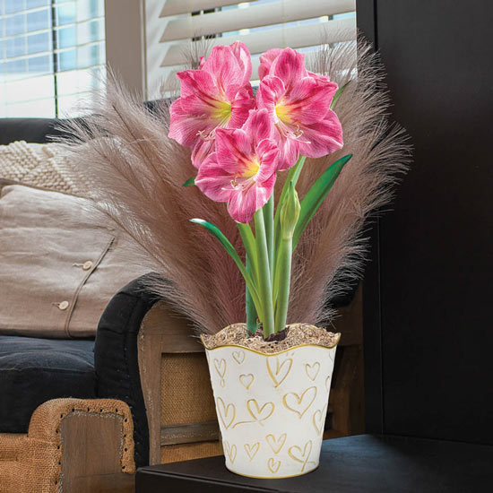 Candy Floss Amaryllis in Gold Hearts Pot