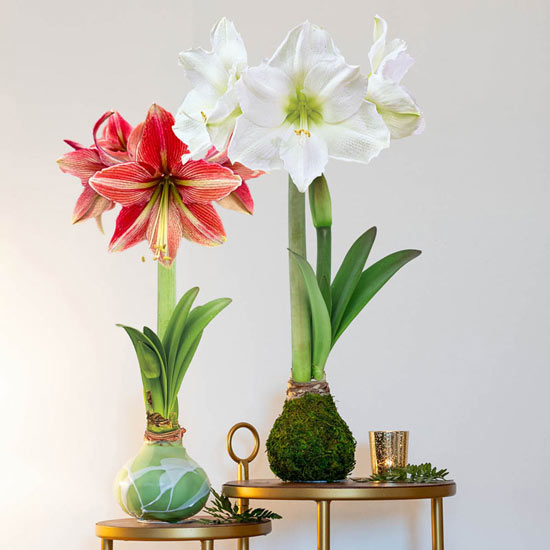 Jumbo Waxed Amaryllis