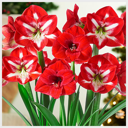 Red Reality Stargazer Amaryllis Bloom