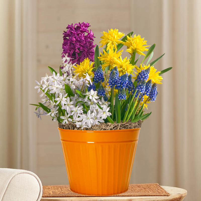 Happy Trails Mixed Bulb Garden Easter & Spring Gifts