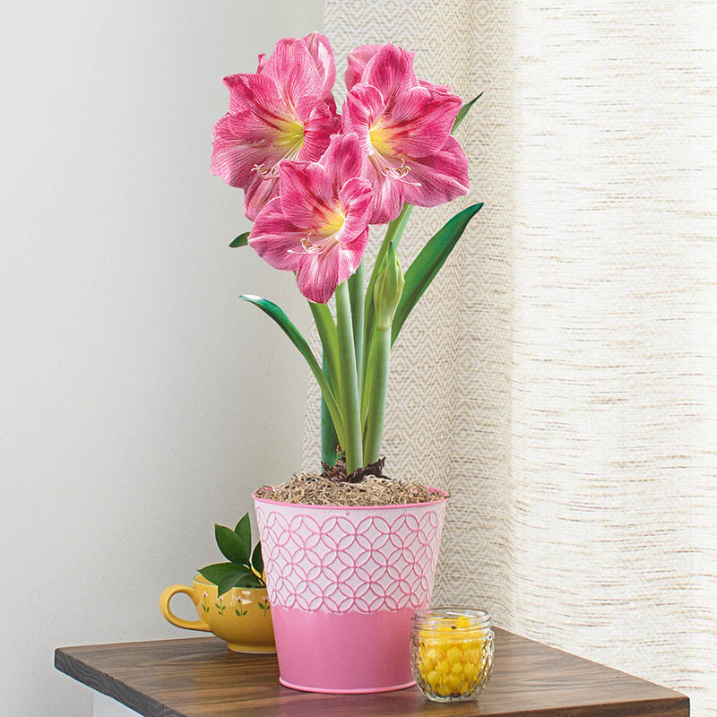 Candy Floss Amaryllis Single | Breck’s Gifts