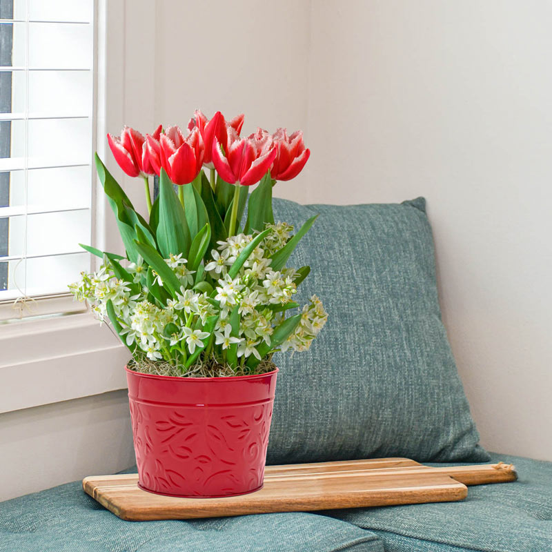 Tulips and Ornithogalum Bulb Garden Breck's Gifts
