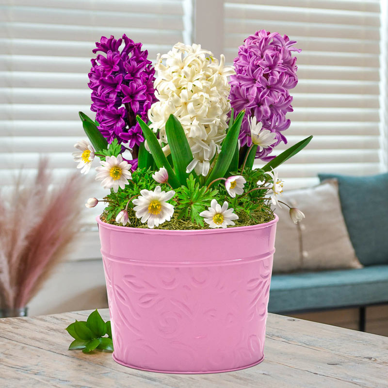 Hyacinths and Anemones Bulb Garden Breck's Gifts