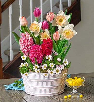 Spring Blush Fragrant Bulb Garden Guide
