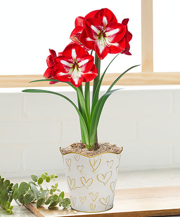 Amaryllis Lovers