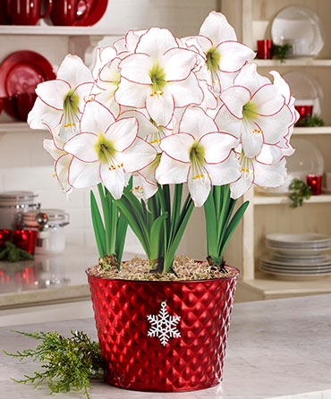 Amaryllis Lovers