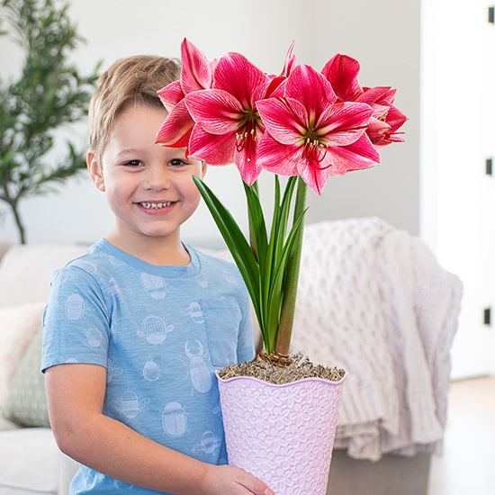 Amaryllis Lovers