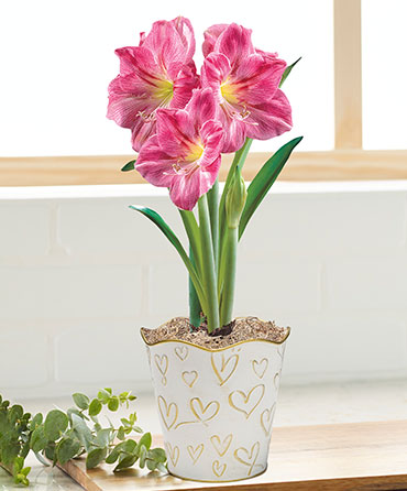 Amaryllis Lovers