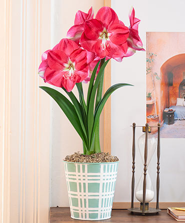 Amaryllis Lovers