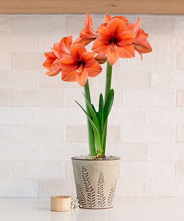 Amaryllis Lovers