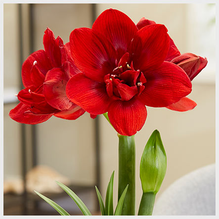 Velvet Nymph Amaryllis Bloom