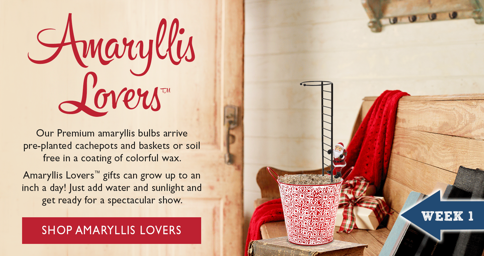 Amaryllis Lovers