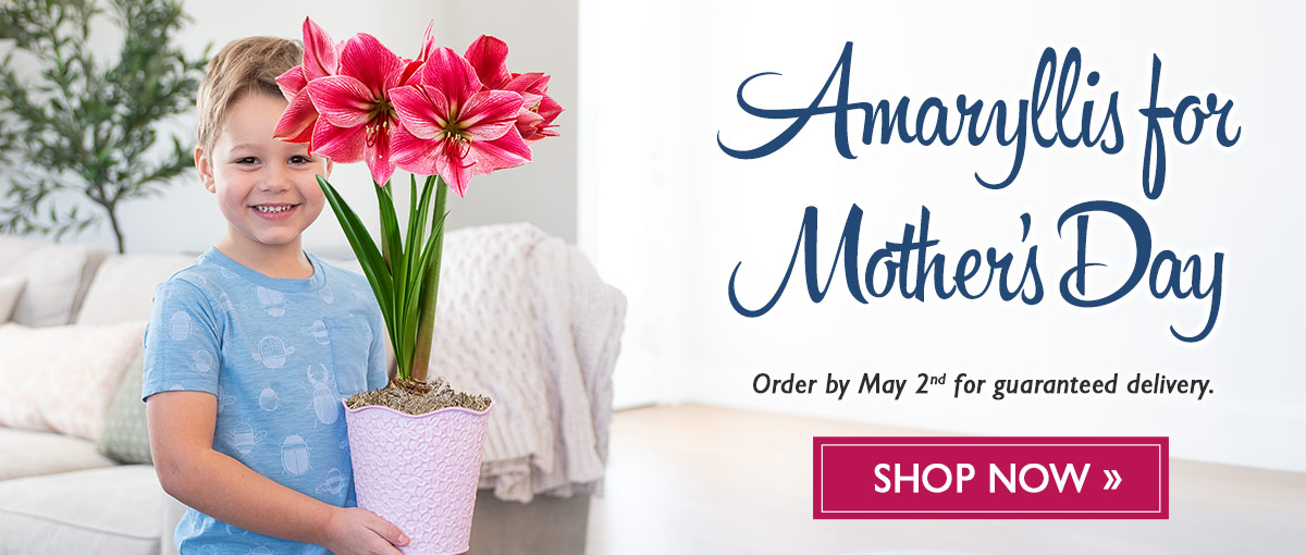Amaryllis