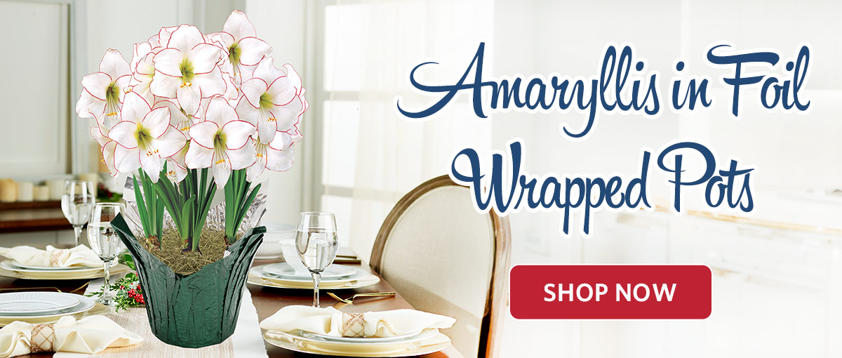 Amaryllis