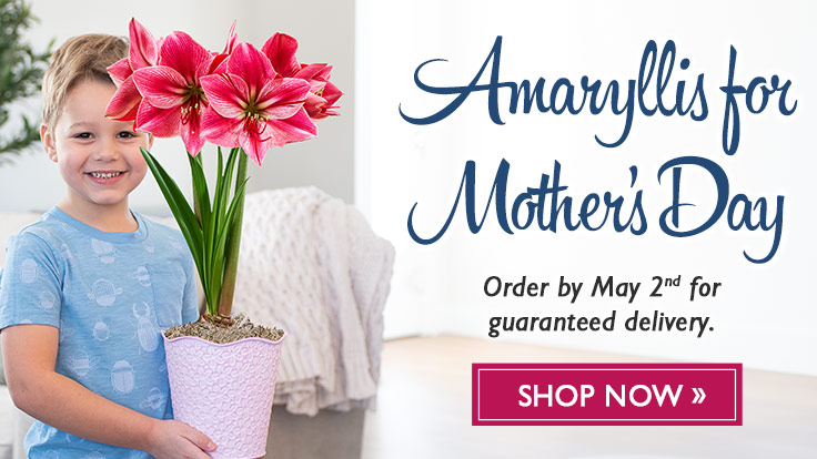 Amaryllis