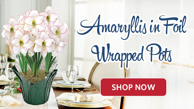 Amaryllis