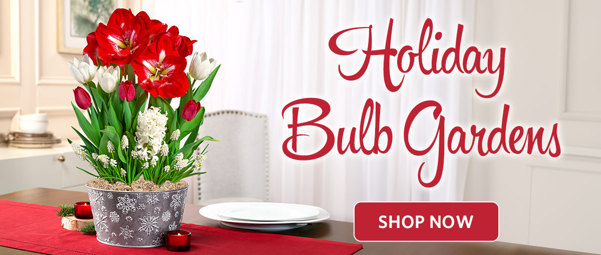 Holiday Bulb Gardens