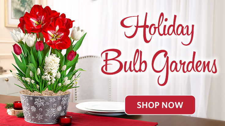 Holiday Bulb Gardens