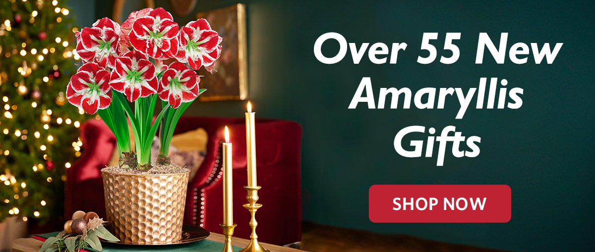 Amaryllis