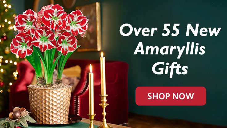 Amaryllis