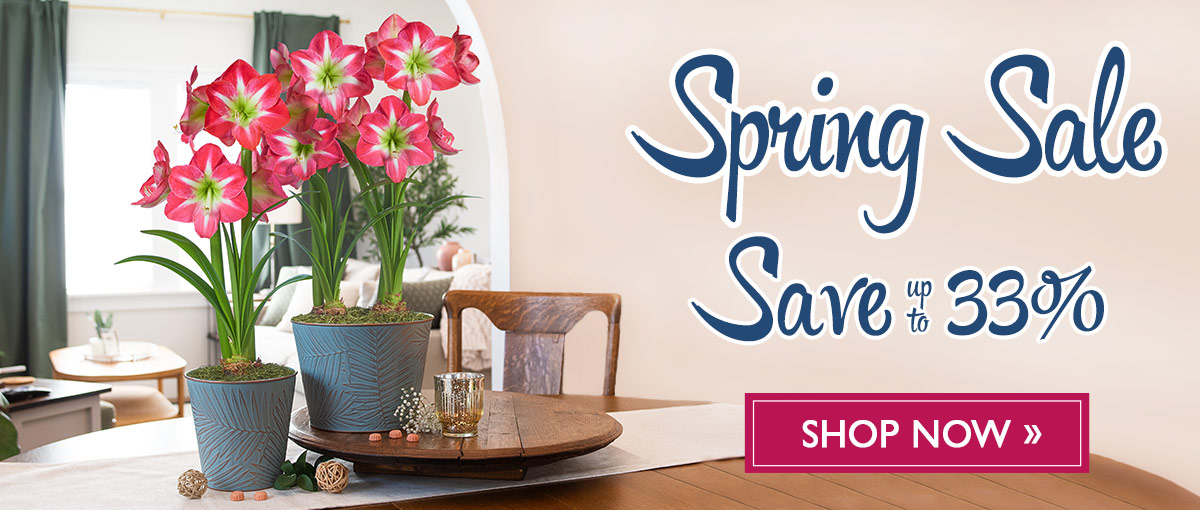 Spring Sale