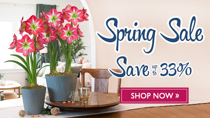 Spring Sale