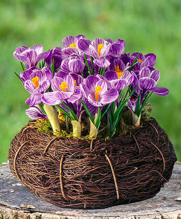 Flowering Gifts