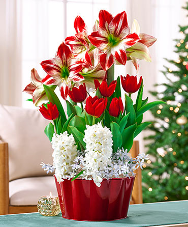 Flowering Gifts