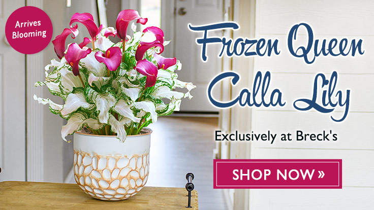Frozen Queen Calla Lily