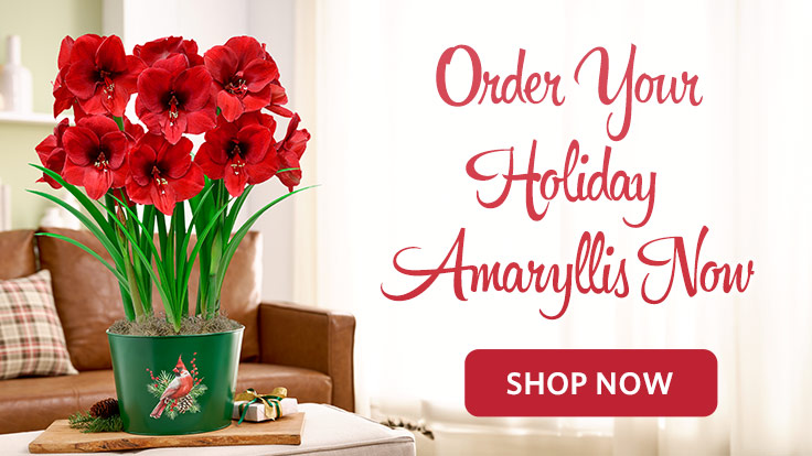 Amaryllis