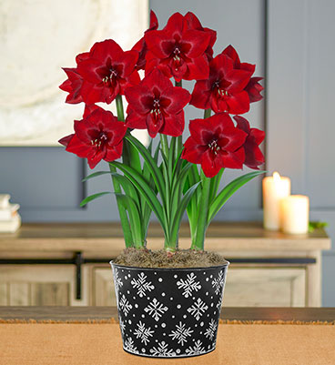 Amaryllis care guide