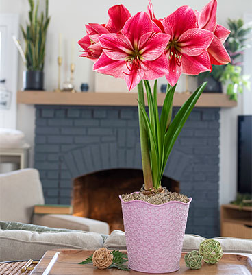 Amaryllis care guide