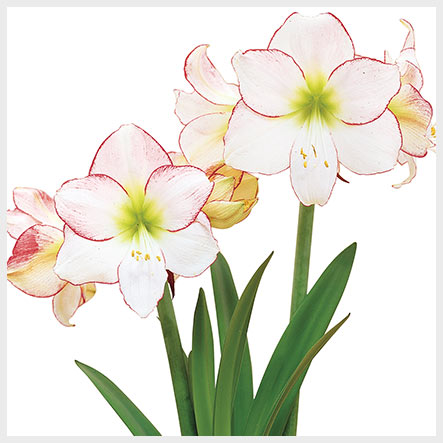 Picotee Amaryllis Bloom
