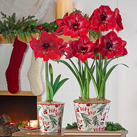 Potted Amaryllis