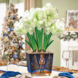Potted Amaryllis