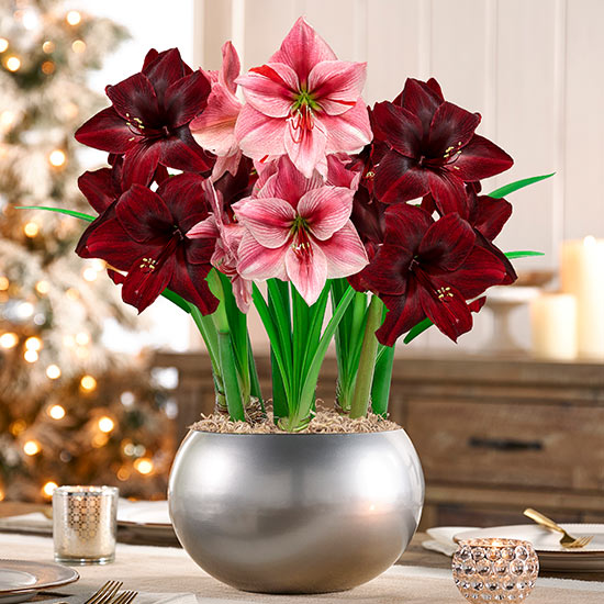 Potted Amaryllis