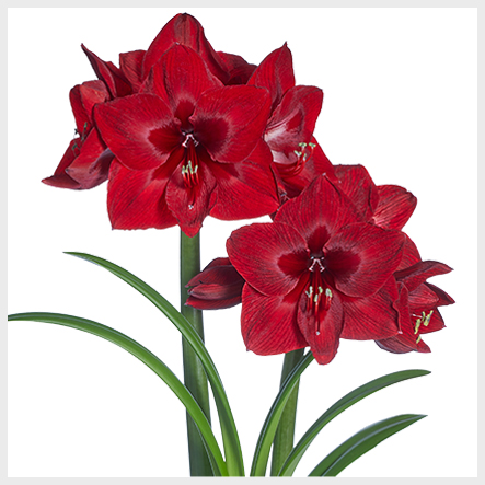 Red Reality Amaryllis Bloom