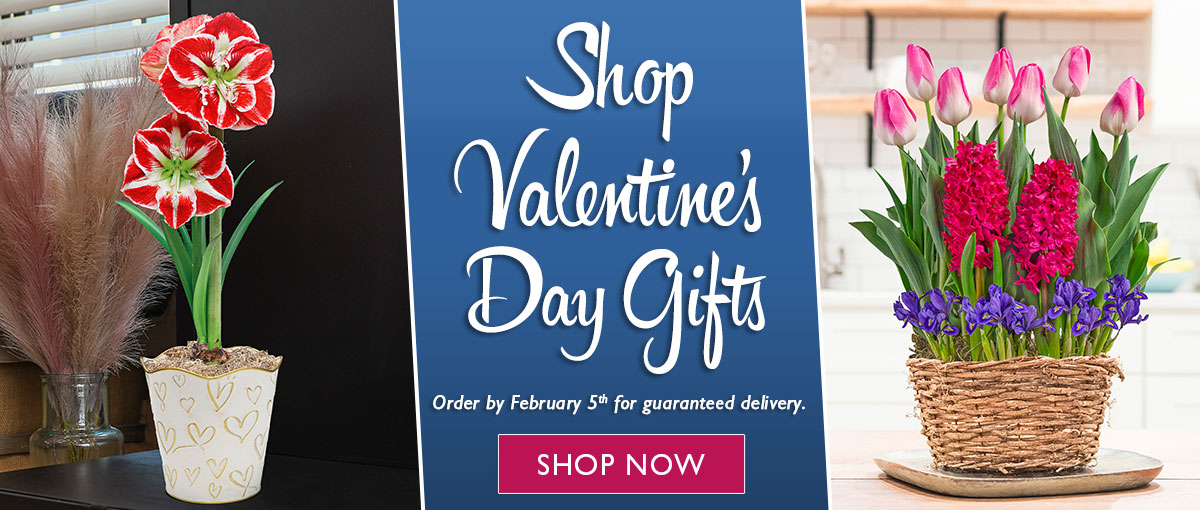 Valentines Day Gifts 