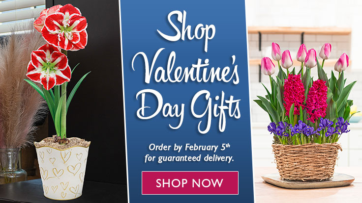 Valentines Day Gifts