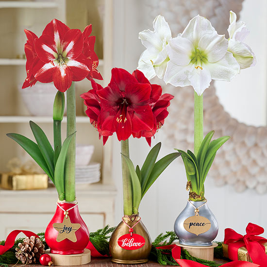 Waxed Amaryllis