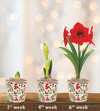 Amaryllis Blooming Stages