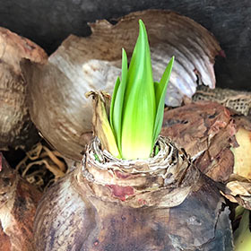 Growing and Caring for Amaryllis