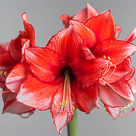 Steps to Repeat Amaryllis Blooms