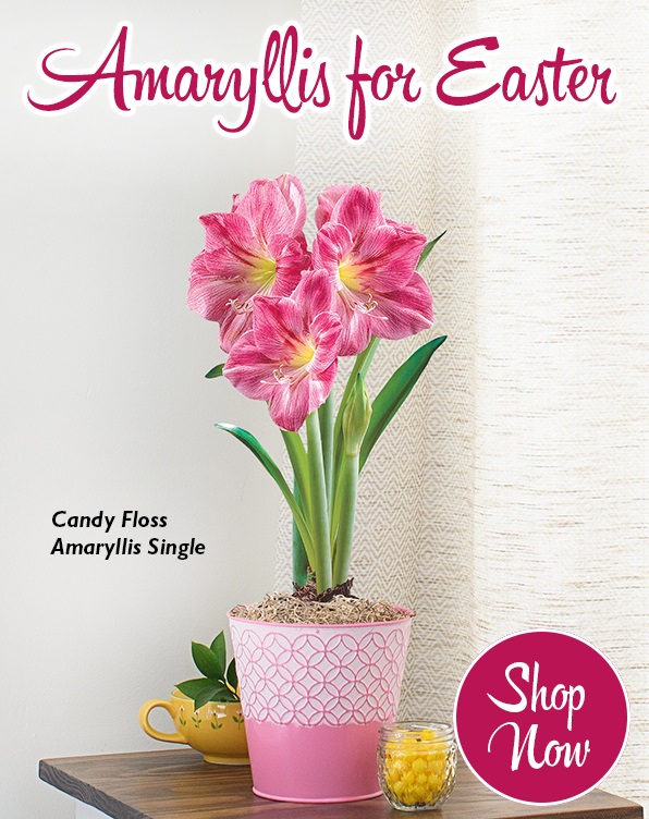 Candy Floss Amaryllis Single 