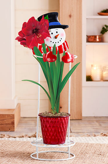 Snowman Amaryllis Plant Stand