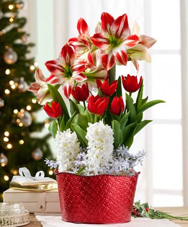 Living Gifts